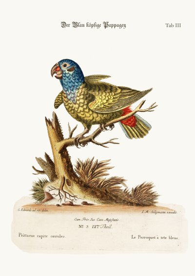 The Blue-headed Parrot by George Edwards